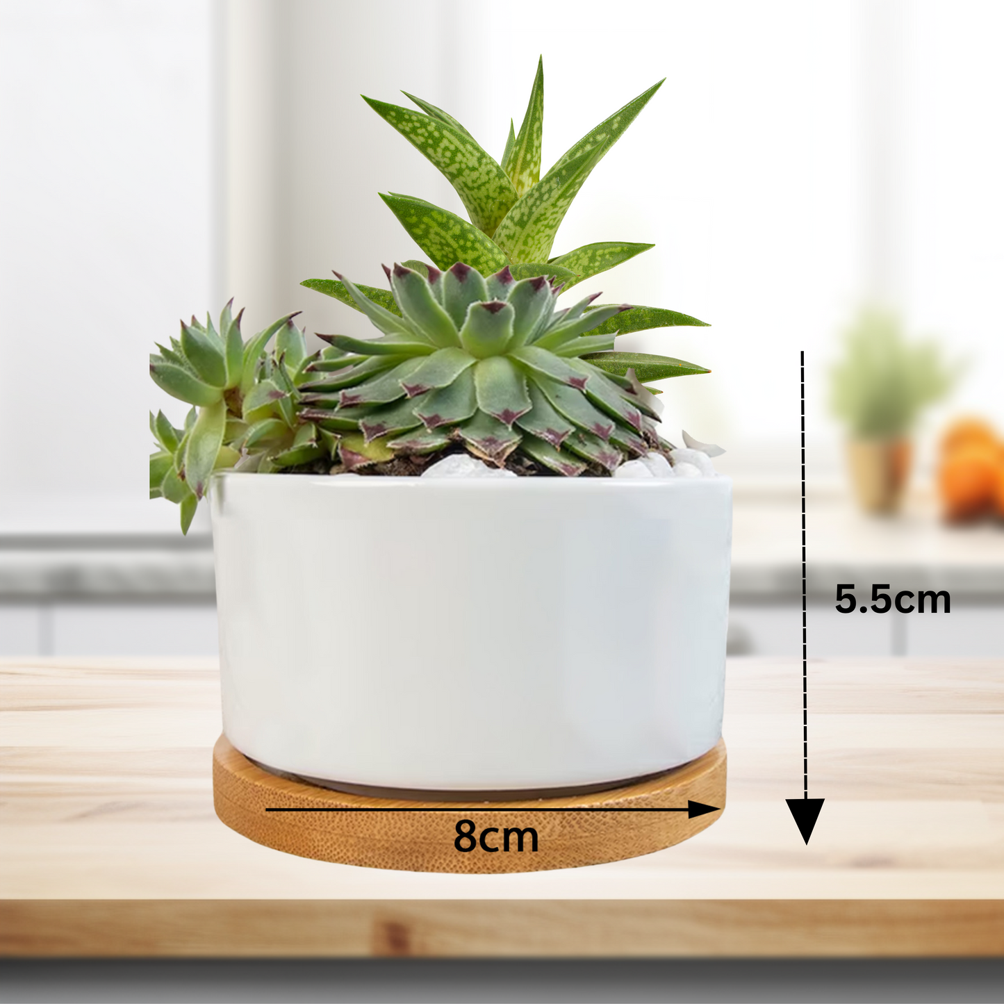 BLESSED TO BE BLESSED Flower Pot - WearYnobe